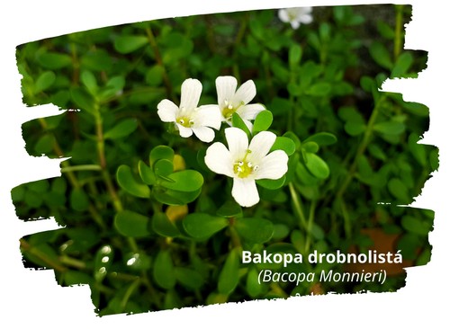 Bacopa Monnieri